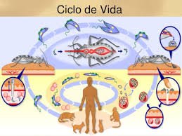 Enfermedad de Chagas