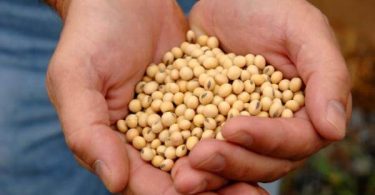 LECITINA DE SOJA aliada de la salud